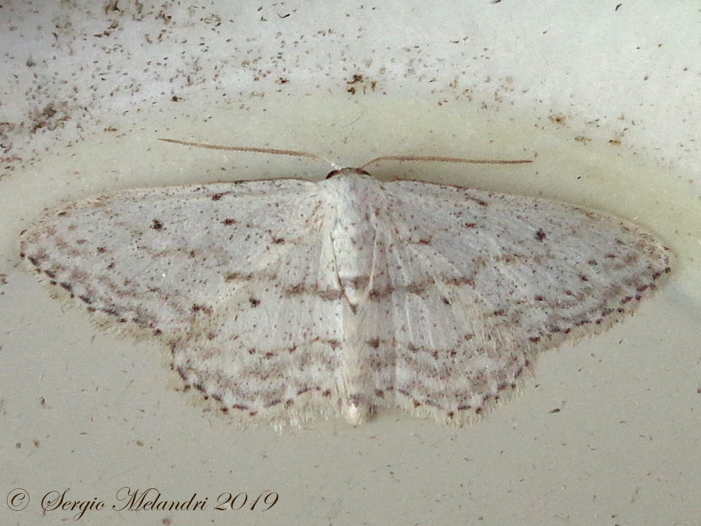 Idaea seriata - Geometridae